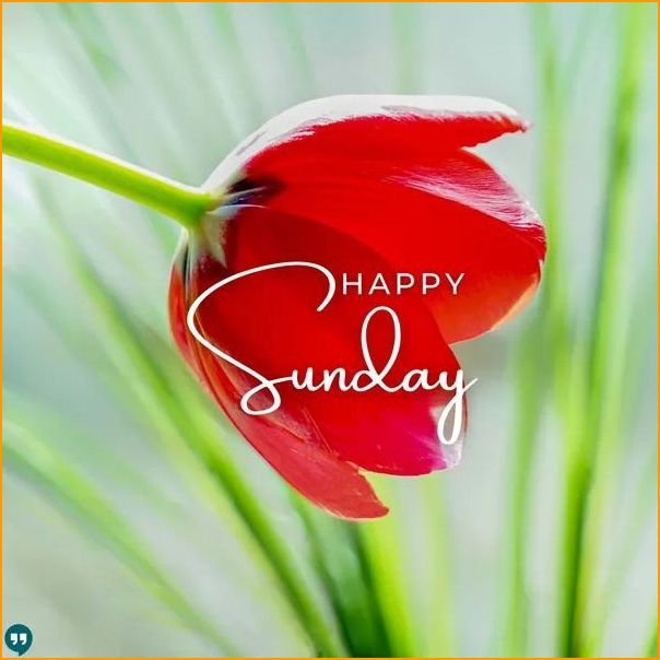 good-morning-happy-sunday-images_1