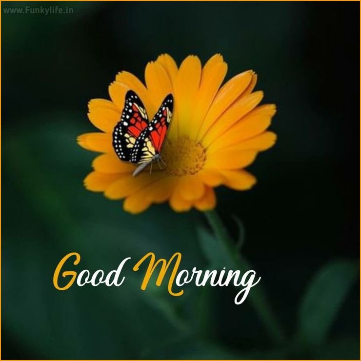 good-morning-images-download-for-whatsapp_0