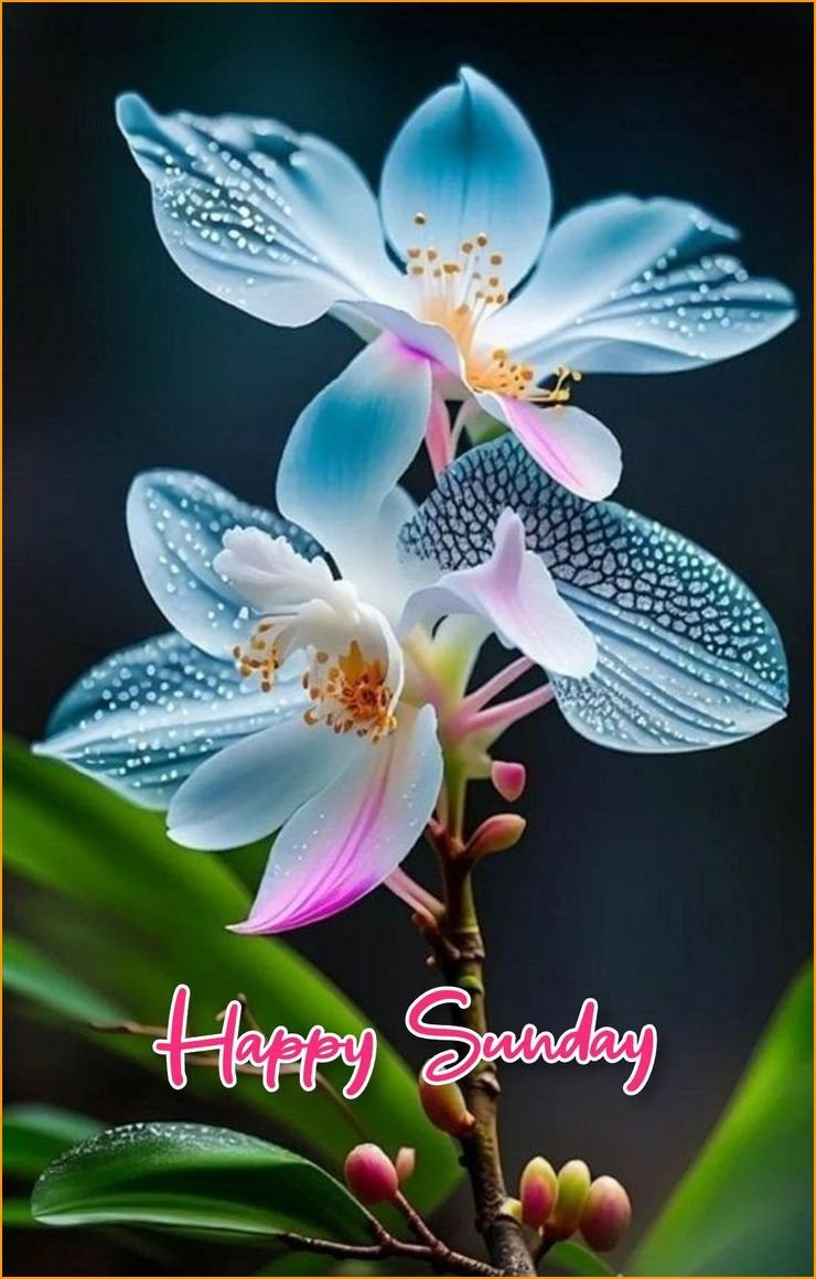 happy-sunday-images_8